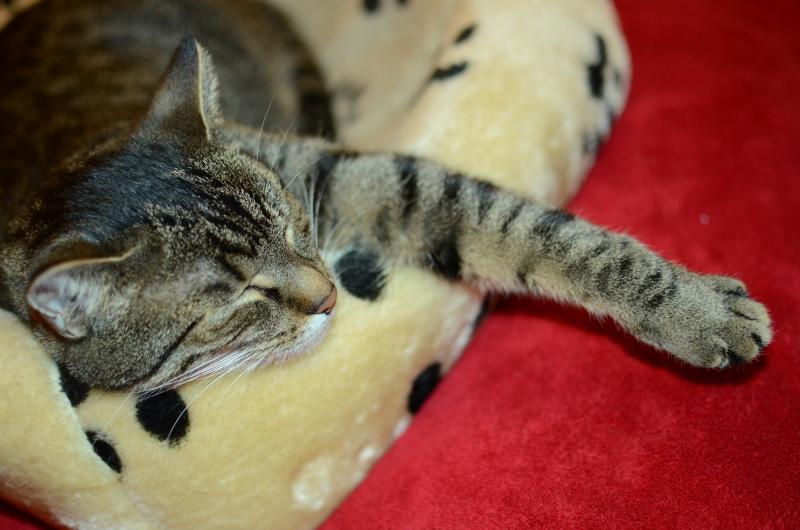 Schlafplatz meiner Katze Eigentlich ist es eine Katzenhöhle, aber Lilly liegt lieber oben drauf. Ihr täglicher Schlafplatz in der Stube. Schlafplatz meiner Katze Eigentlich ist es eine Katzenhöhle, aber Lilly liegt lieber oben drauf. Ihr täglicher Schlafplatz in der Stube.