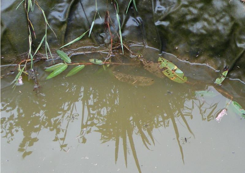 Übel richender Teichschlamm: entfernen Wasserstand abgesenkt, nun wird der Teichschlamm abgesaugt. Übel richender Teichschlamm: entfernen Wasserstand abgesenkt, nun wird der Teichschlamm abgesaugt.