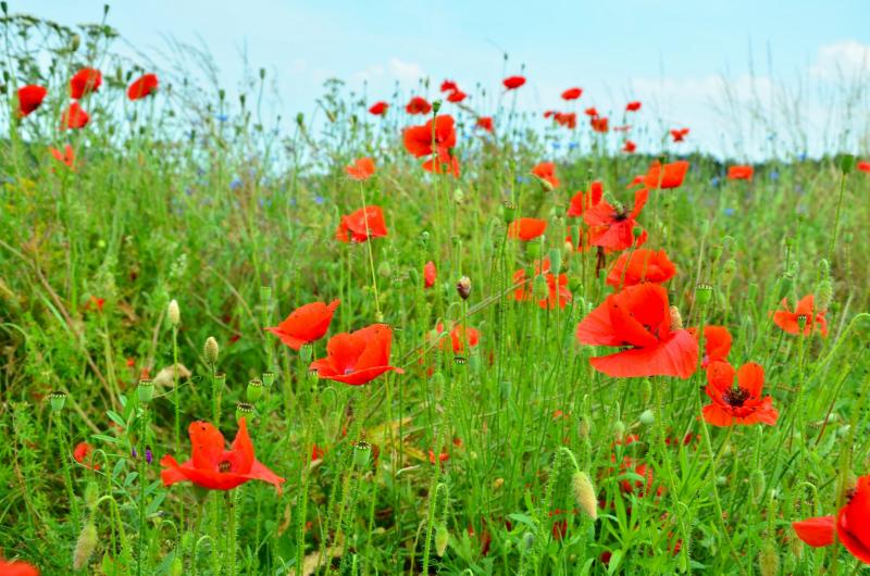 Wiese, Mohnblumen, Rasen schneiden Hübsche Naturwiese. Aber auch die muss mal gemäht werden. Wiese, Mohnblumen, Rasen schneiden Hübsche Naturwiese. Aber auch die muss mal gemäht werden.