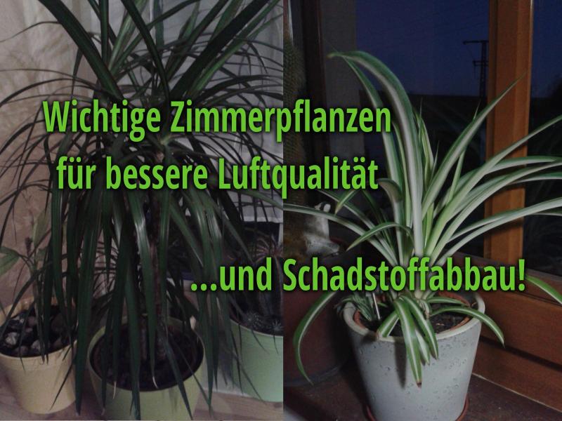 Zimmerpflanzen: Schadstoffabbau, Sauerstoff und Luftqualität Auf dem Bild: links ist mein Drachenbaum, rechts die Grünlilie. Zimmerpflanzen: Schadstoffabbau, Sauerstoff und Luftqualität Auf dem Bild: links ist mein Drachenbaum, rechts die Grünlilie.